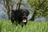 BEAUCERON - PUPPIES 188